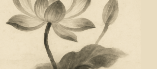 Lotus in stilte